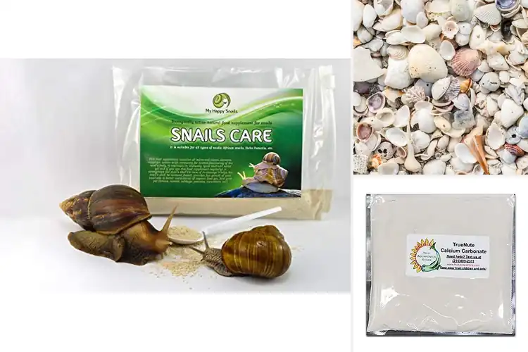 Detailed view of Best Calcium Enrichments: Boost Growth, Strength, and Health