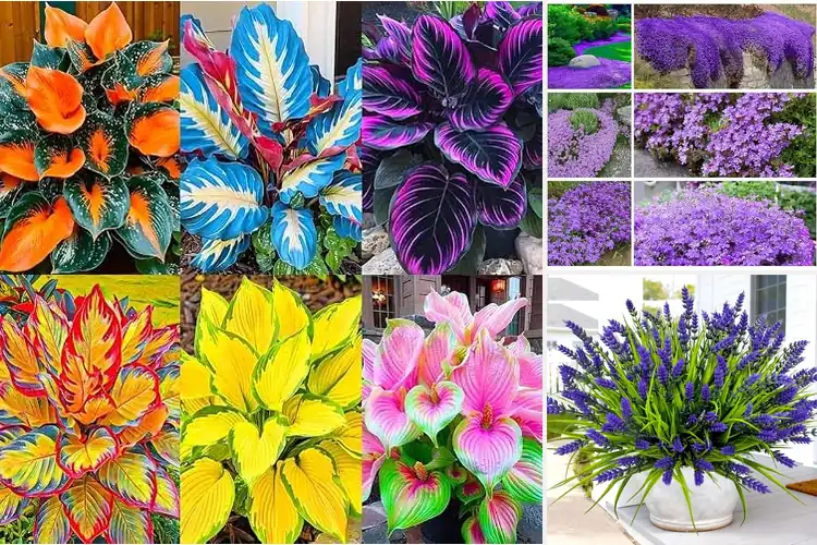 Detailed view of Best Low Maintenance Outdoor Plants