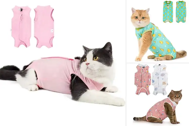 Detailed view of Best Post-Surgery Cat Outfits